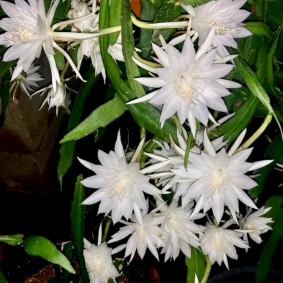 Established Cuttings Fragrance White Hookeri Epiphyllum with Roots - Picture 1 of 4